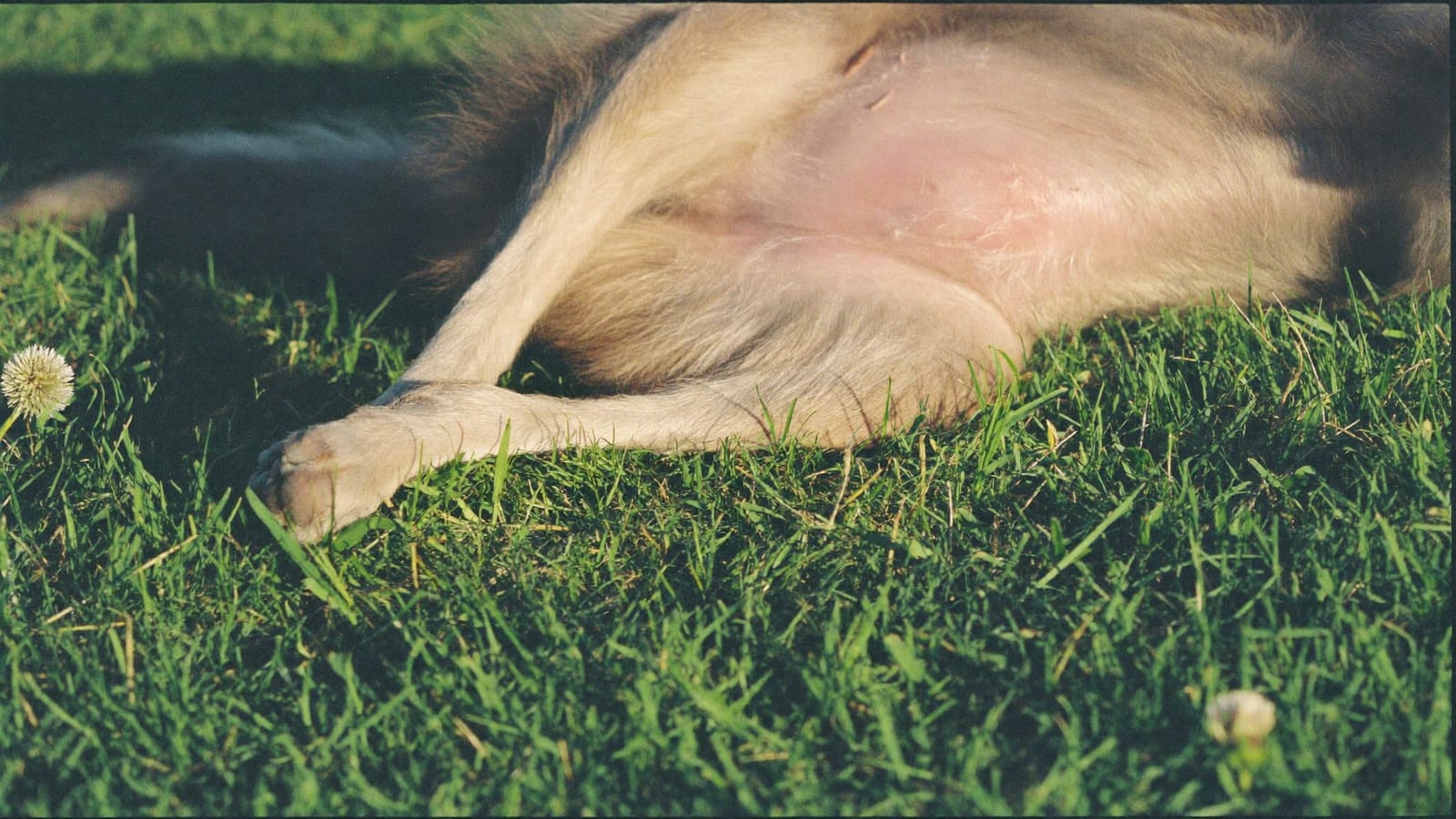 Zbliżenie brzucha i wewnętrznej strony uda border collie leżącego na skoszonym trawniku o zachodzie słońca