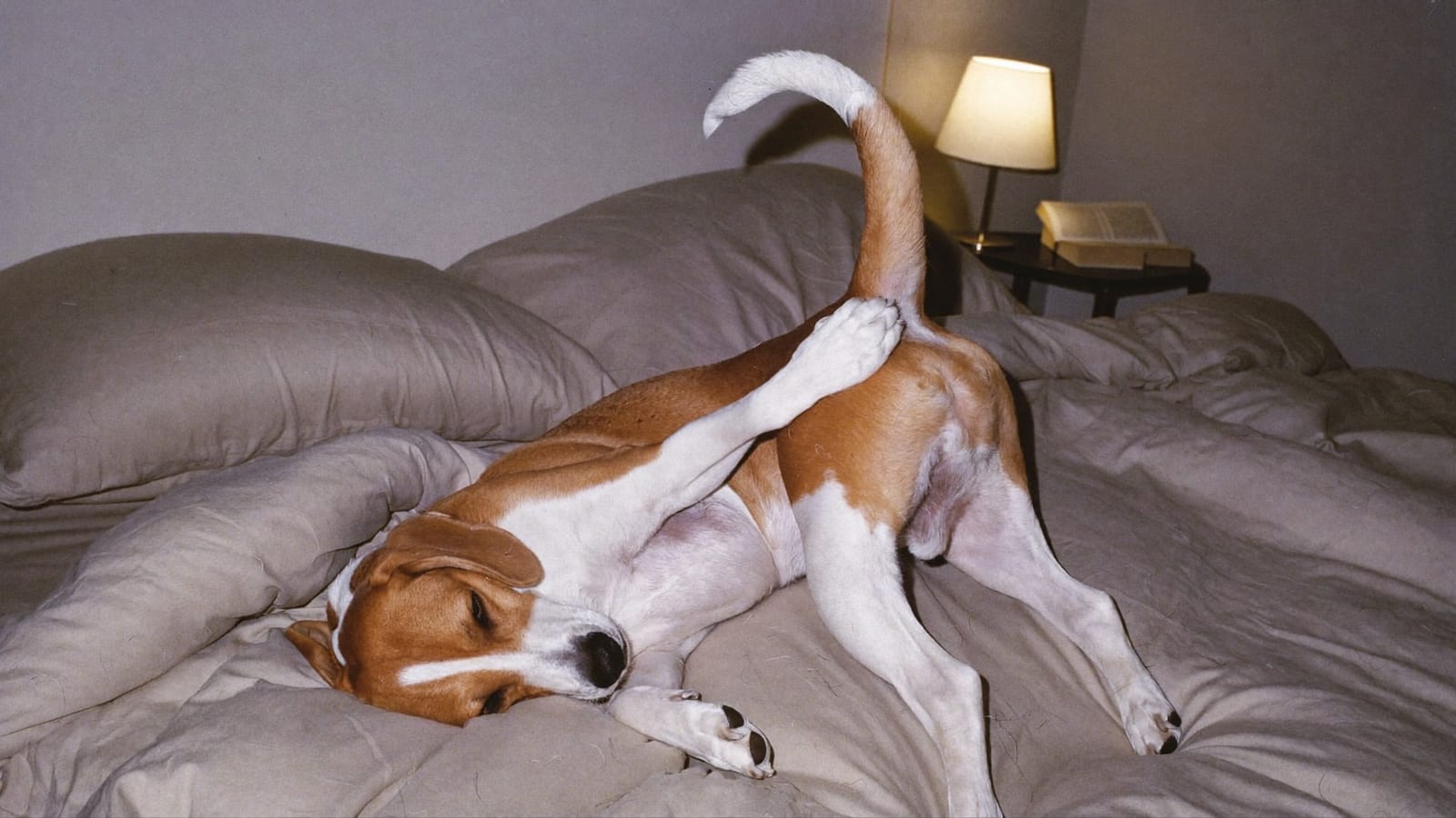 Beagle na zmiętej pościeli wygina się i podgryza nasadę ogona nocą przy świetle lampki nocnej
