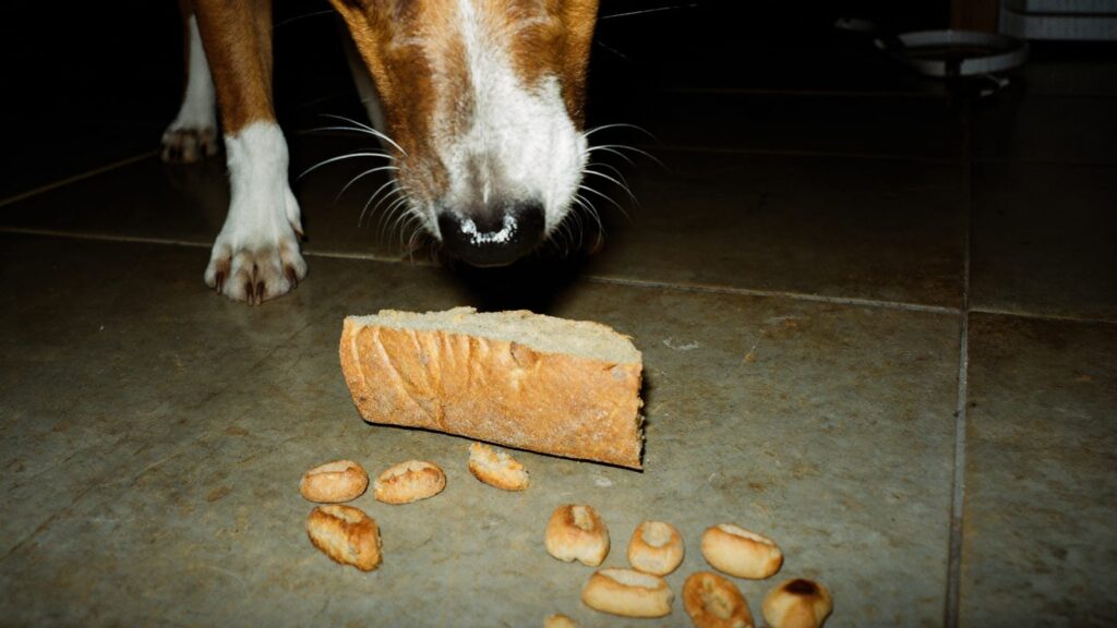 Nos i wąsy jack russell teriera tuż nad skórką chleba i ziarnami pszenicy na podłodze kuchni, zdjęcie z fleszem