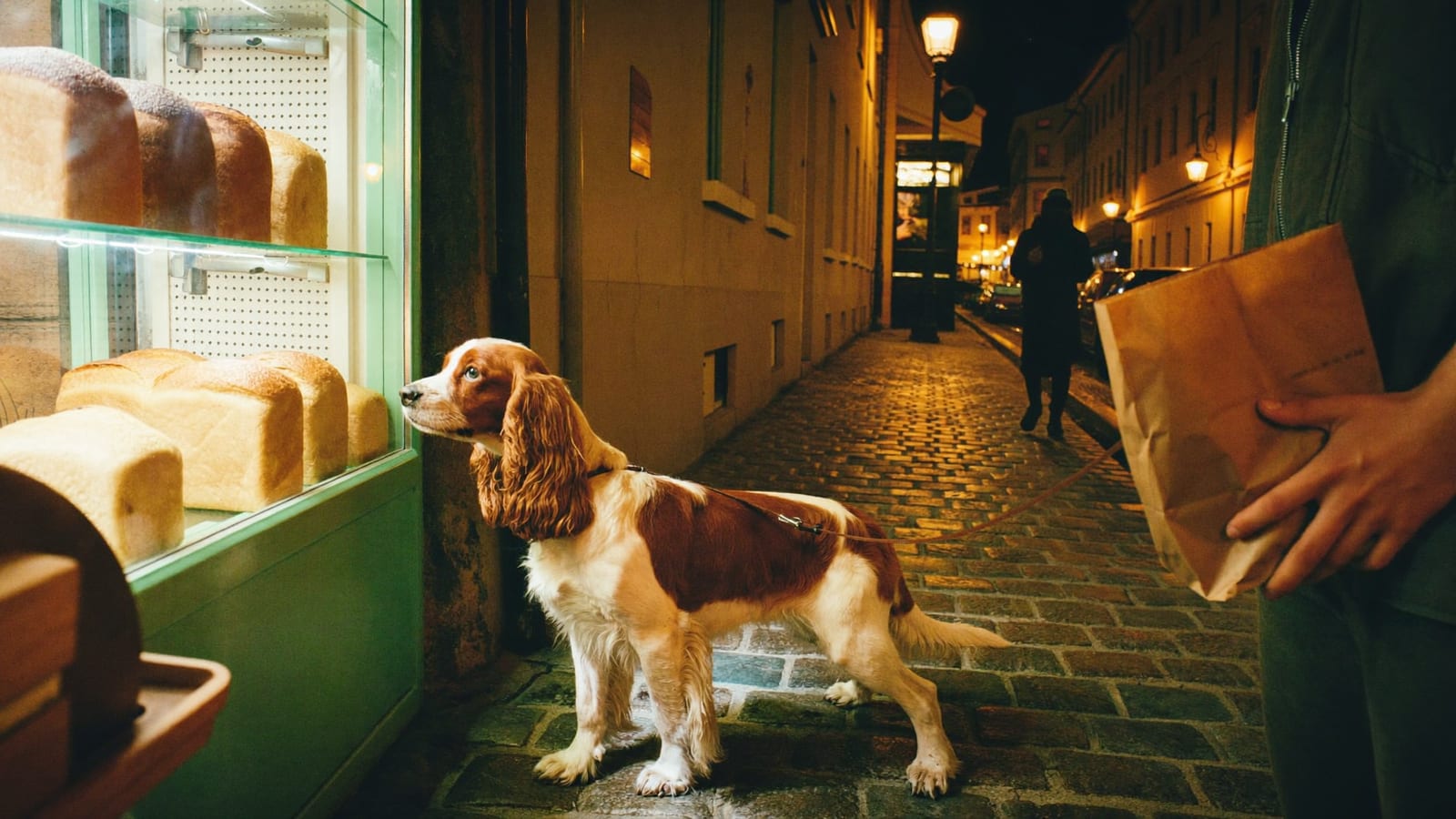Cocker spaniel angielski na smyczy wącha witrynę piekarni z chlebem na brukowanej uliczce starego miasta nocą