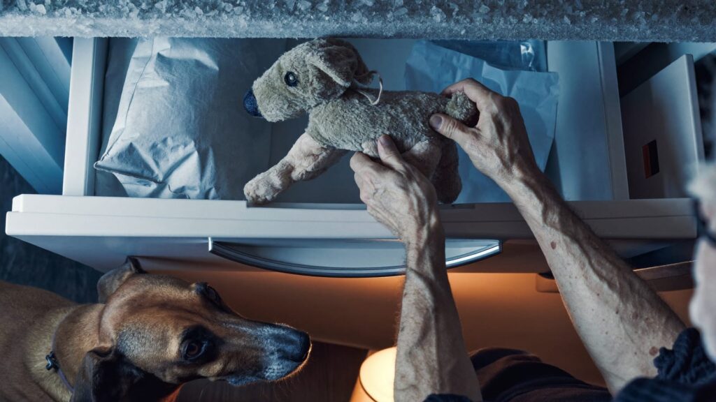 Dłonie wkładają pluszową zabawkę do szuflady zamrażarki, obok stoi i patrzy rhodesian ridgeback