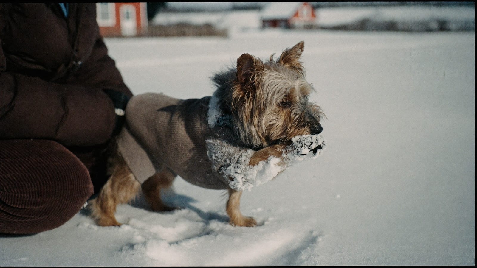Starszy yorkshire terrier w sweterku siedzi na śniegu i podgryza przednią łapę, obok kuca opiekun