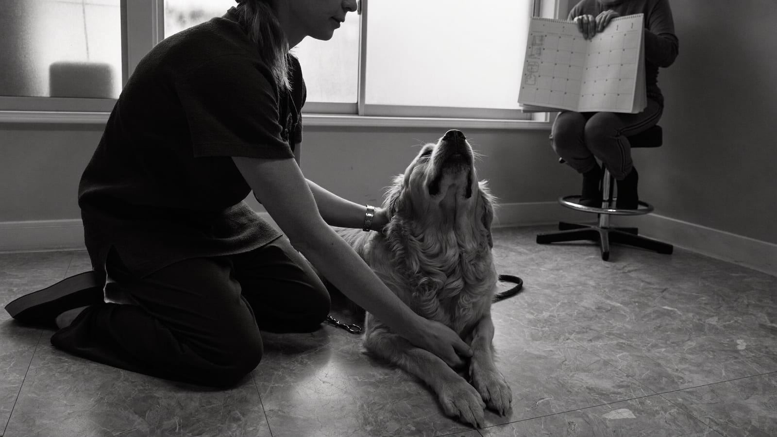 Weterynarz klęczy przy golden retrieverze i ogląda mu łapę, opiekunka trzyma na kolanach kalendarz