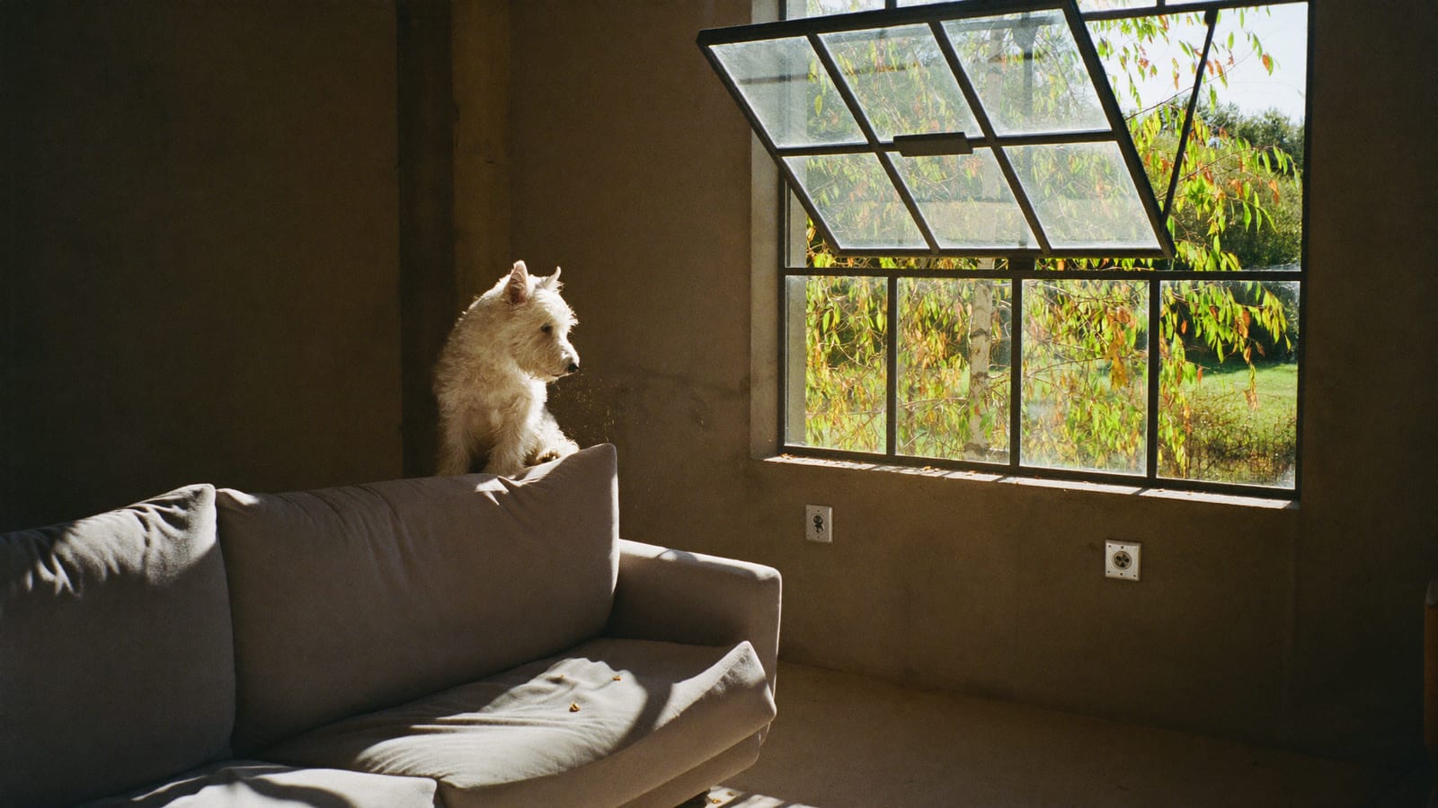 West highland white terrier liże łapę na szarej kanapie w lofcie, w smudze słońca unoszą się pyłki