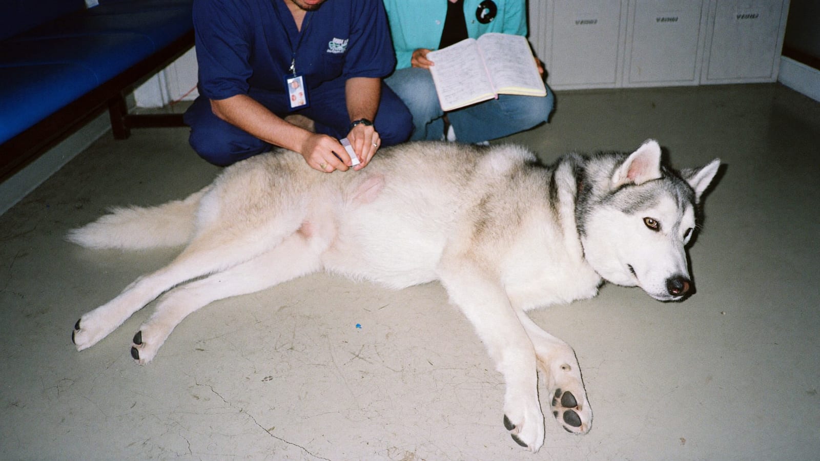 Weterynarz w granatowym stroju klęczy przy husky na podłodze i przykłada taśmę do skóry brzucha, opiekunka trzyma zeszyt