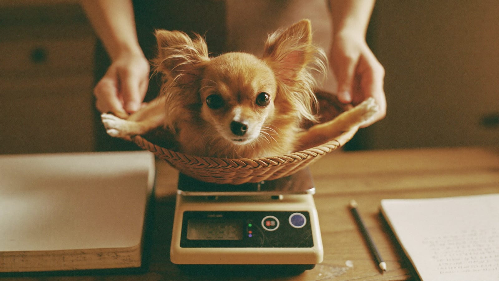 Dłonie wkładają szczeniaka chihuahua do wiklinowego koszyka na wadze kuchennej, obok zeszyt i ołówek
