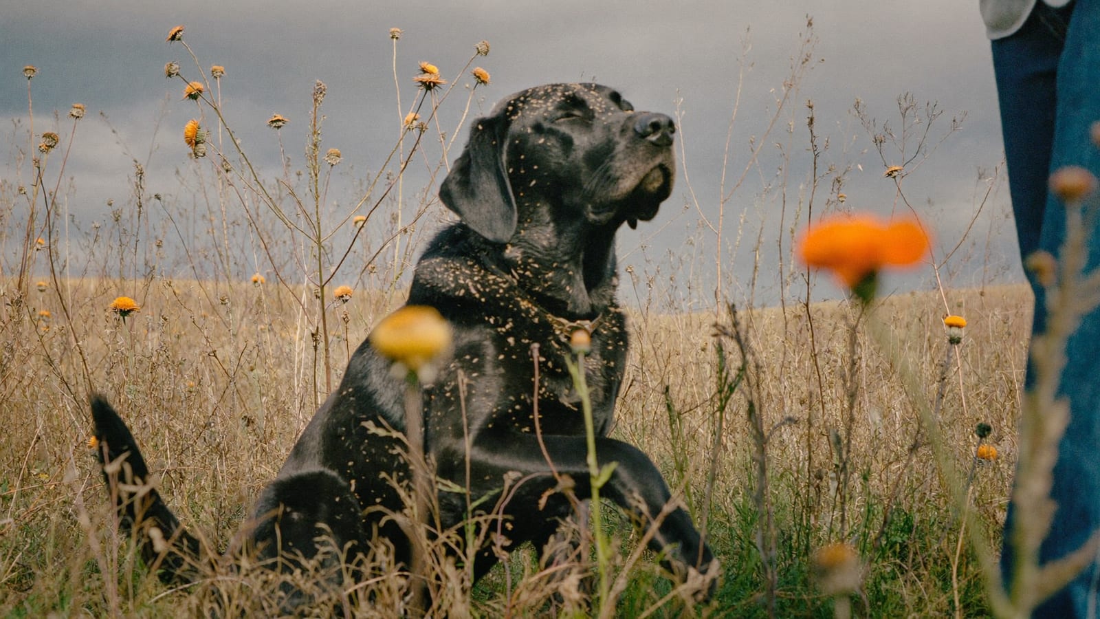 Czarny labrador siedzi na łące w wysokiej suchej trawie i drapie się tylną łapą za obrożą