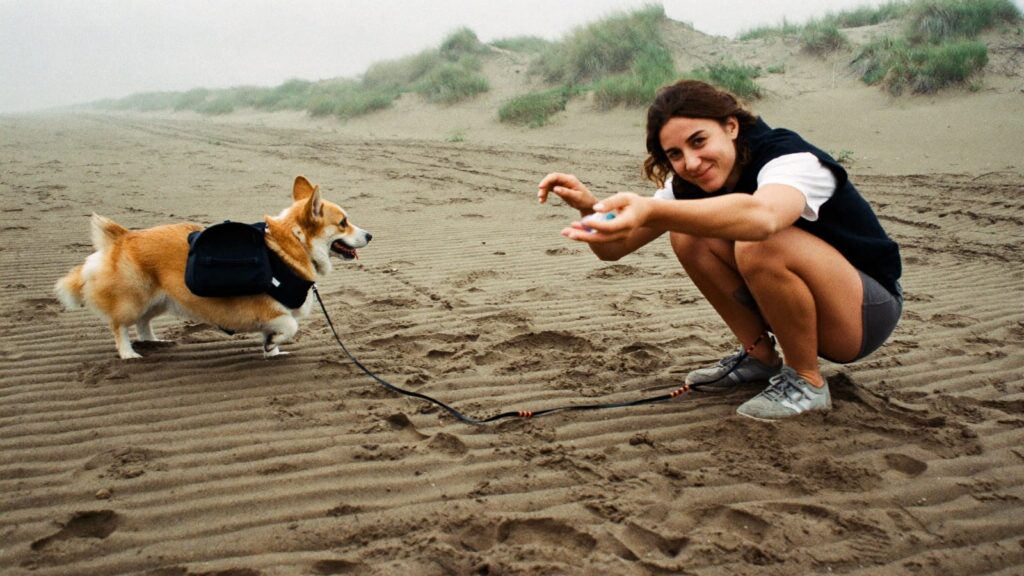 Corgi biegnie po plaży nad Bałtykiem do kucającej opiekunki, która trzyma smaczek z saszetki