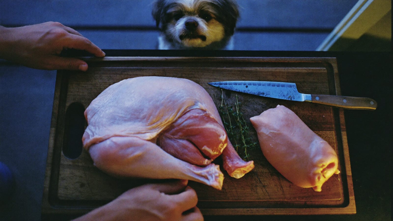 Surowe udo indyka obok mniejszego uda kurczaka na desce, zza krawędzi zagląda shih tzu