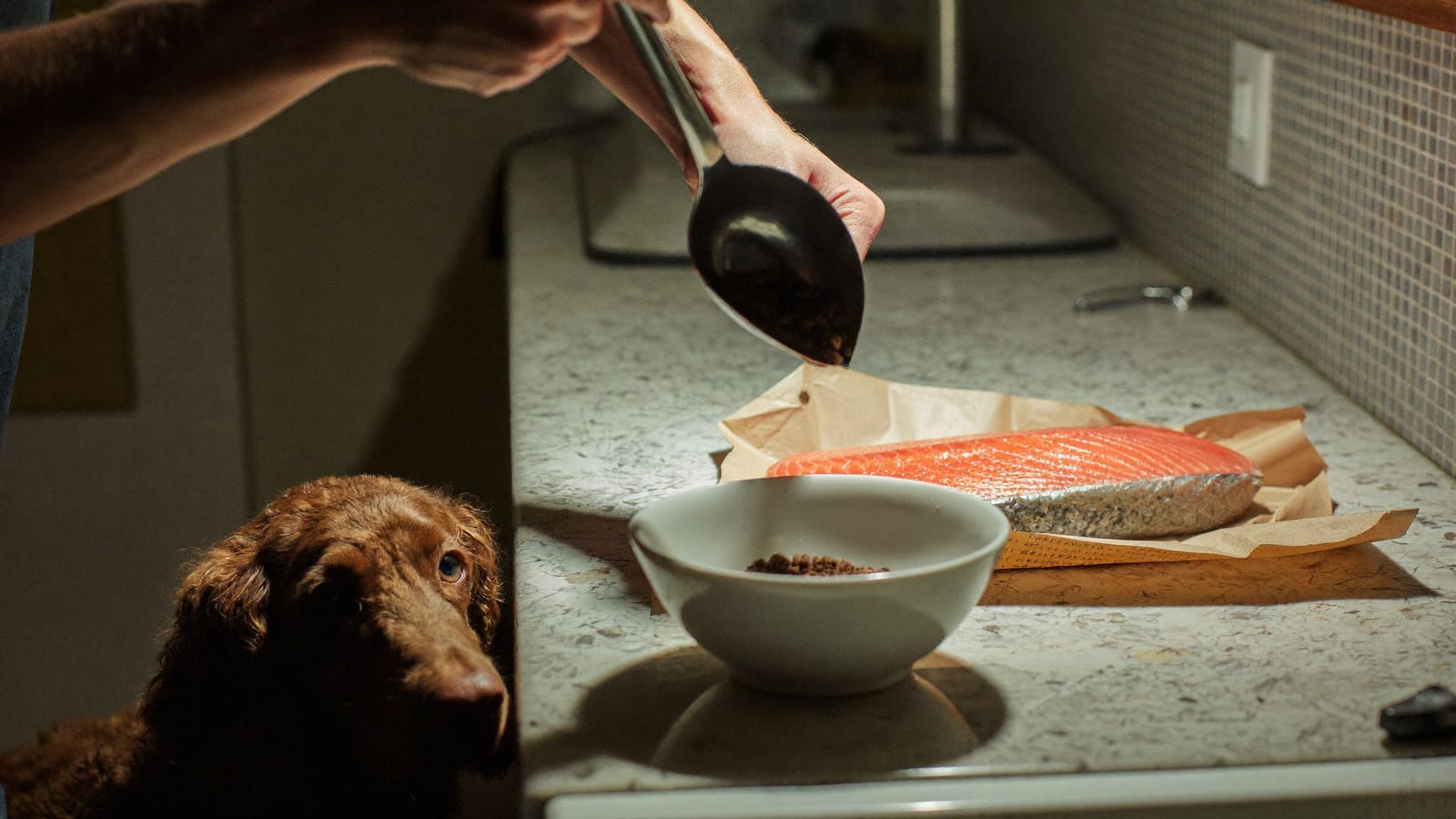 Dłonie odmierzają miarką suchą karmę do miski, w tle odsunięty filet z łososia, patrzy lagotto