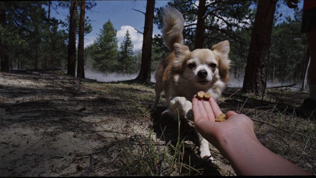 Długowłosy chihuahua obwąchuje kilka granulek karmy na dłoni opiekuna na leśnej ścieżce w sosnowym lesie