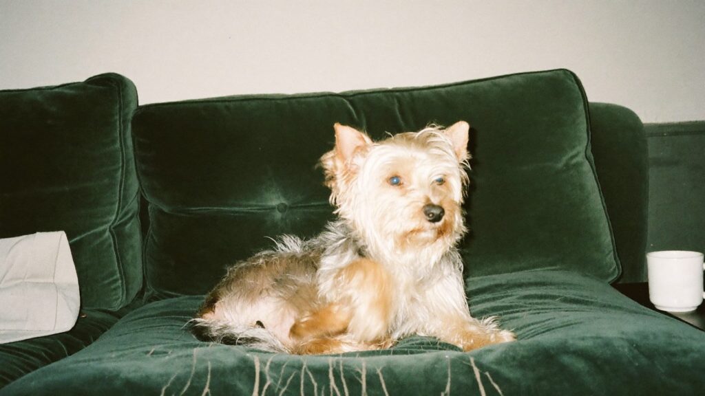 Yorkshire terrier drapie się tylną łapą za uchem na zielonej welurowej kanapie, zdjęcie z lampą błyskową
