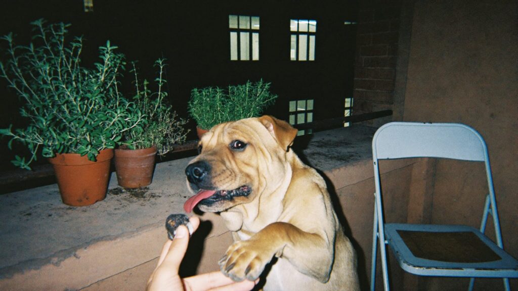 Shar pei nocą na balkonie bierze z palców opiekuna mały ciemny przysmak, obok doniczki z ziołami