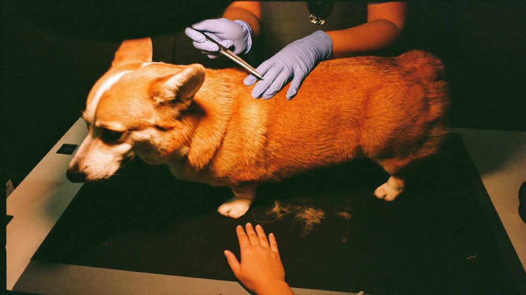 Weterynarz w rękawiczkach rozczesuje drobnym grzebieniem sierść corgi stojącego na stole w gabinecie