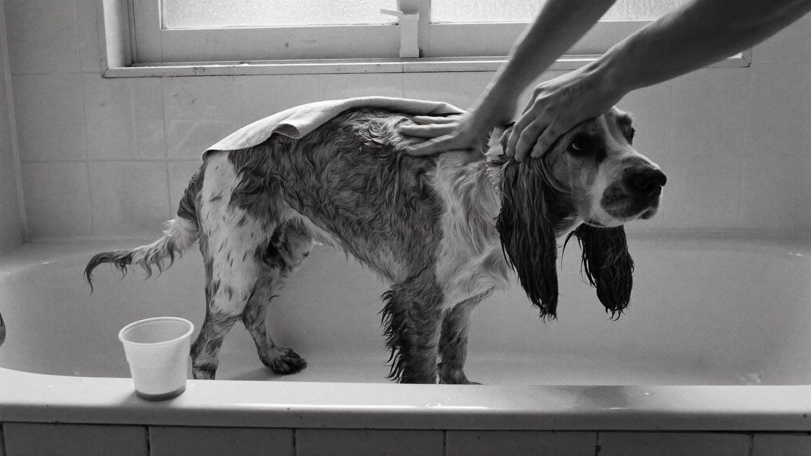 Cocker spaniel angielski stoi w emaliowanej wannie, a opiekun wyciera go ręcznikiem, czarno-białe zdjęcie