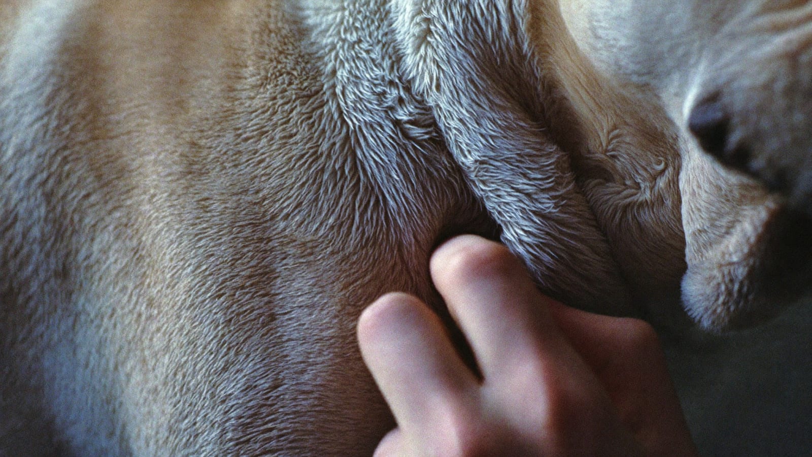 Palce opiekuna rozchylają fałd skóry na szyi shar peia, zbliżenie krótkiej i szorstkiej sierści