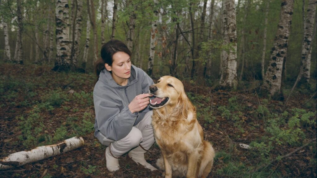 Kobieta w brzozowym zagajniku unosi wargę golden retrievera i ogląda zęby, obok leży pogryziony patyk