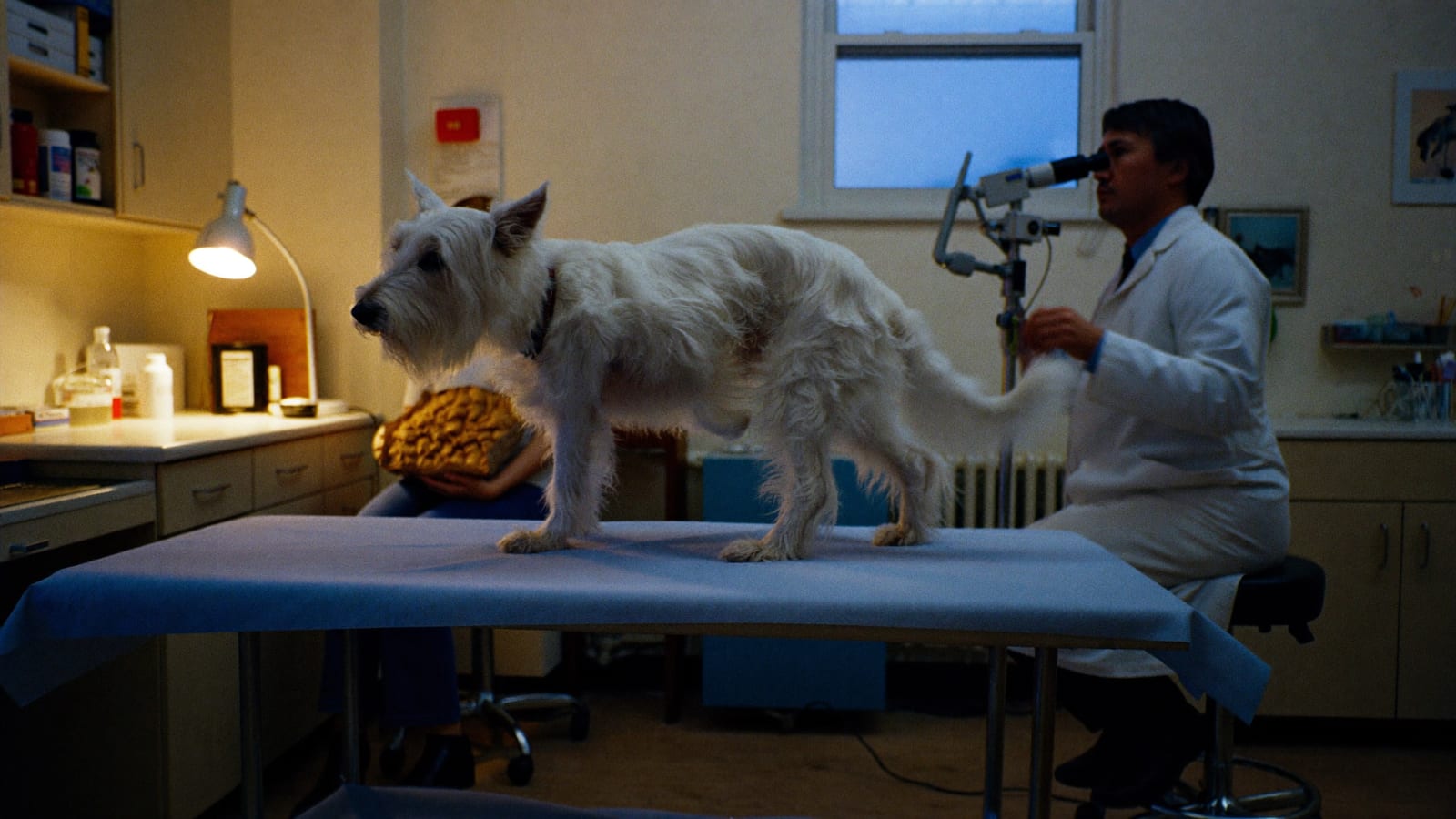 West highland white terrier drapie się łapą na stole w gabinecie, weterynarz trzyma otoskop, opiekunka worek karmy