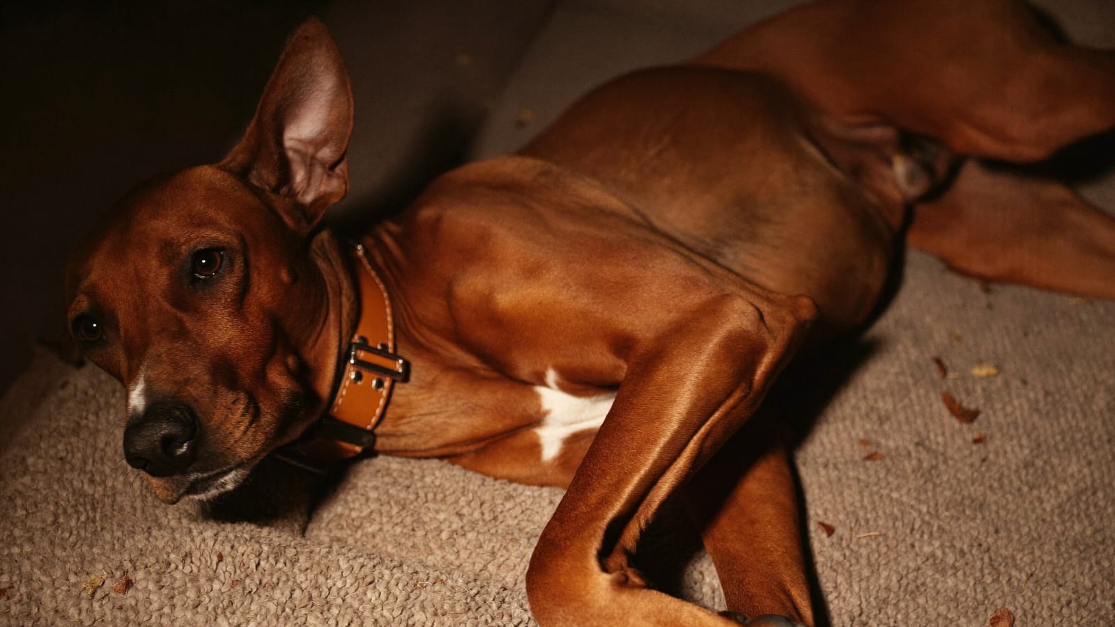 Rhodesian ridgeback leży nocą na legowisku i drapie się tylną łapą za uchem