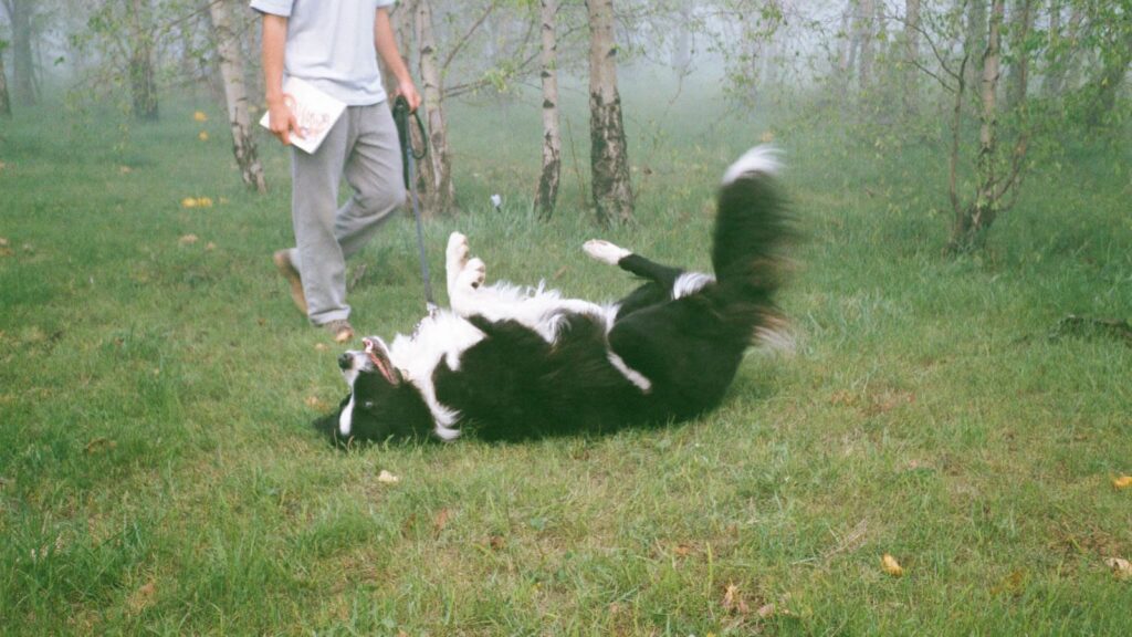 Border collie tarza się na plecach w trawie w brzozowym zagajniku, opiekun stoi obok ze smyczą i notesem