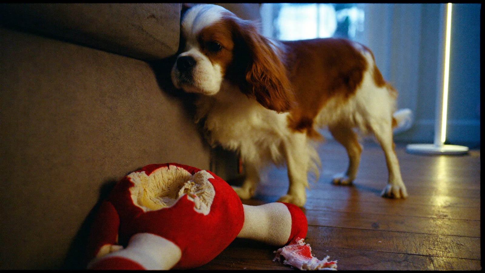 Cavalier king charles spaniel ociera policzek i bok o brzeg kanapy w salonie wieczorem