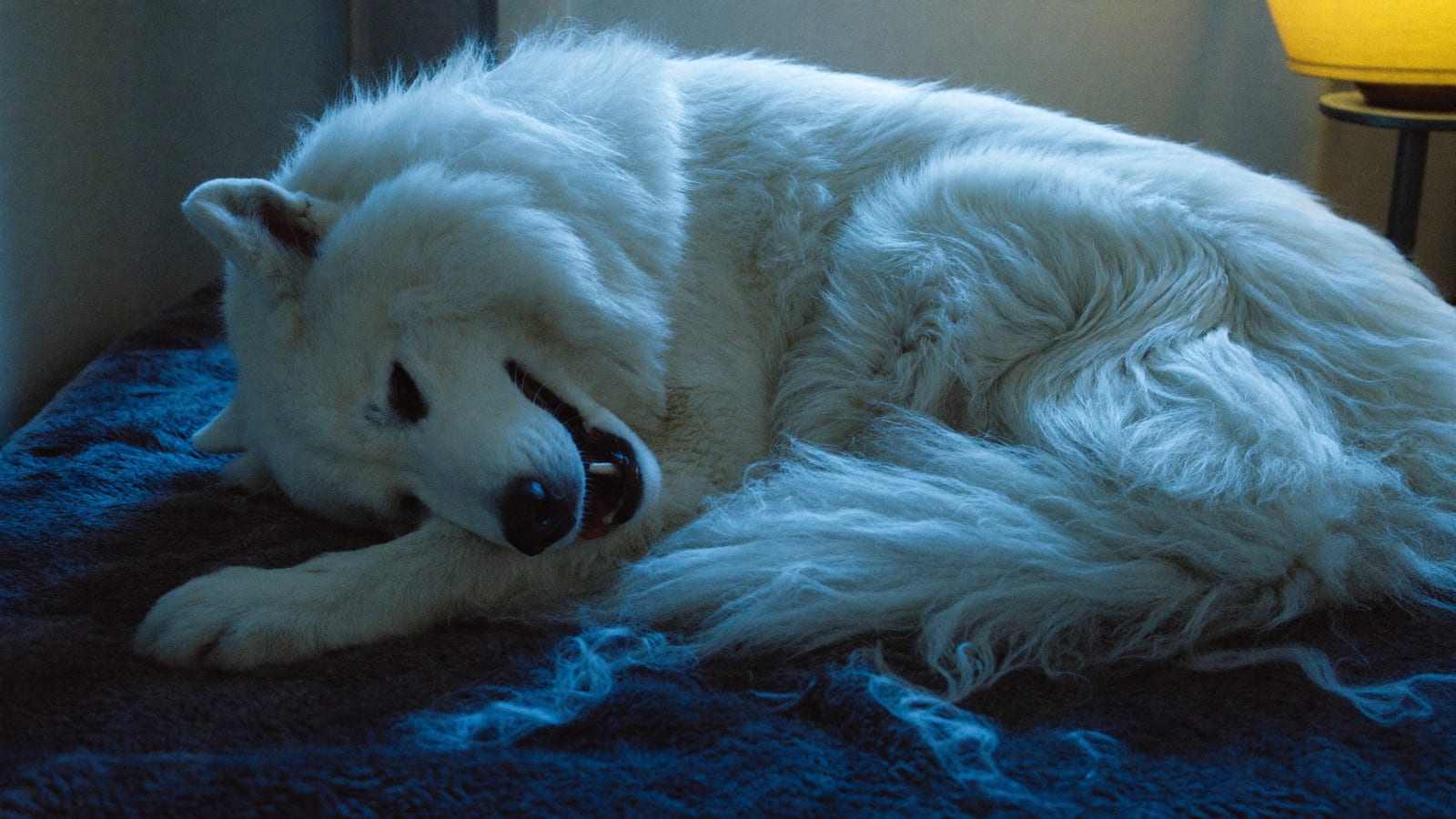 Zbliżenie samoyeda, który podgryza zębami gęstą białą sierść na biodrze, obok na dywanie kępki sierści