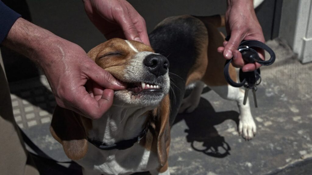 Dłonie opiekuna unoszą wargę beagle'a, żeby sprawdzić kolor dziąseł, na nadgarstku smycz, w palcach kluczyki