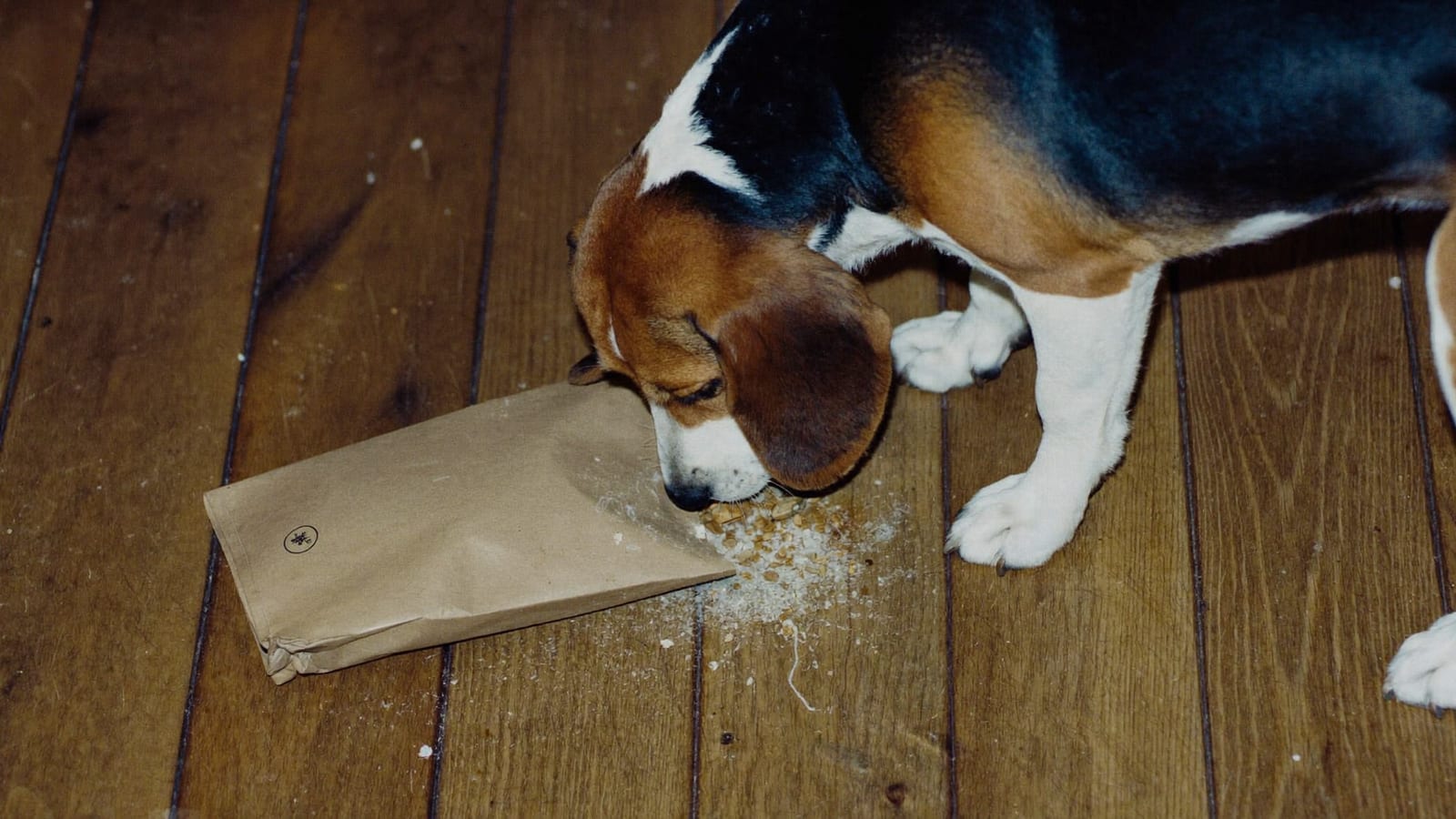 Beagle obwąchuje dno starego otwartego worka z suchą karmą, w którym zebrały się okruchy i pył