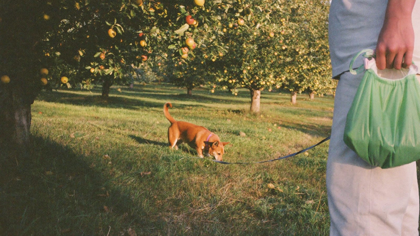 Corgi węszy w trawie między jabłoniami w sadzie, na pierwszym planie opiekun z workiem na odchody w dłoni