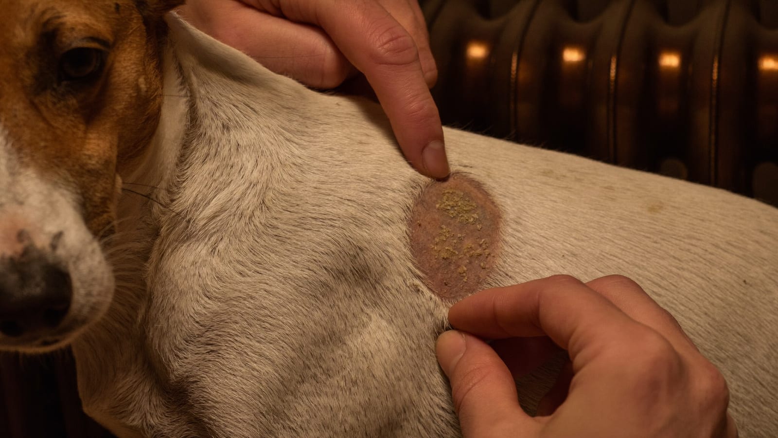 Palce rozchylają sierść na łopatce jack russell terriera, widać suchą skórę i drobne płatki, w tle kaloryfer