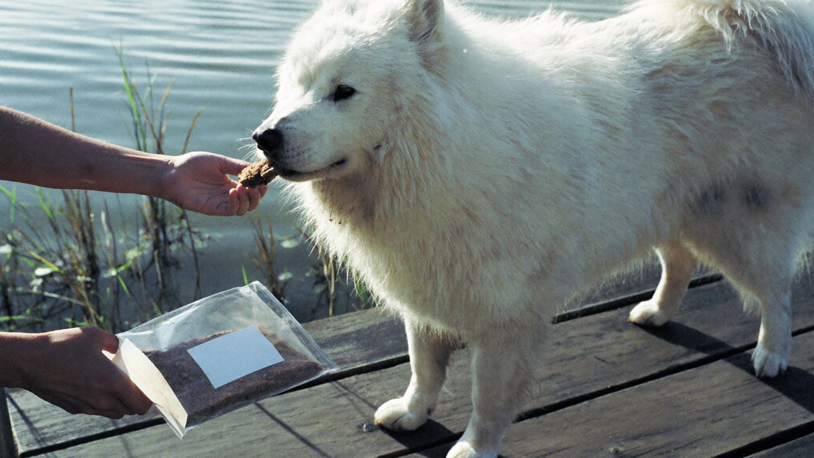 Samojed bierze z dłoni kawałek suszonego BARF-u na drewnianym pomoście nad jeziorem, wśród trzcin