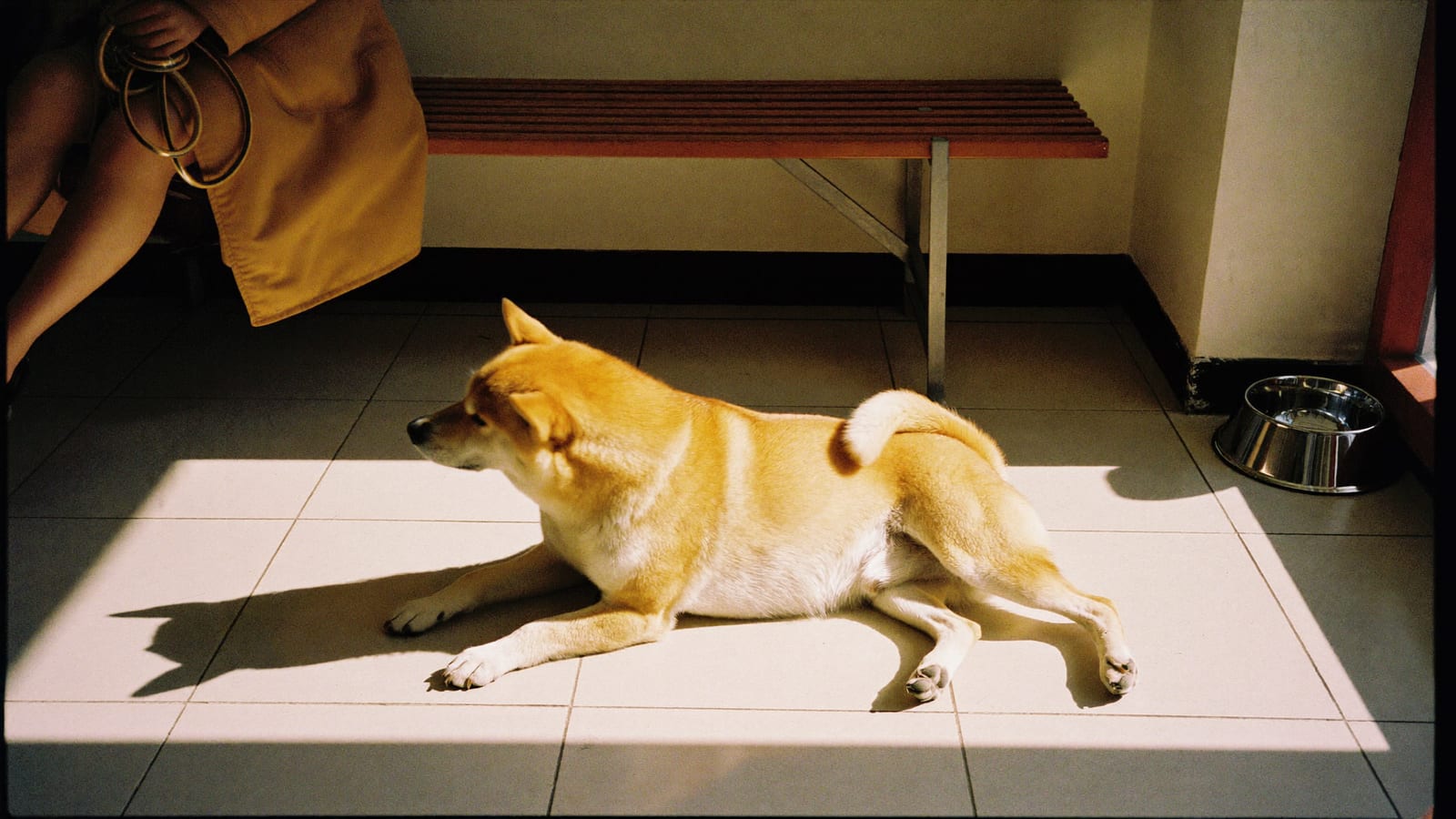Shiba inu leży w poczekalni przychodni i drapie się tylną łapą za uchem, obok na ławce siedzi opiekun