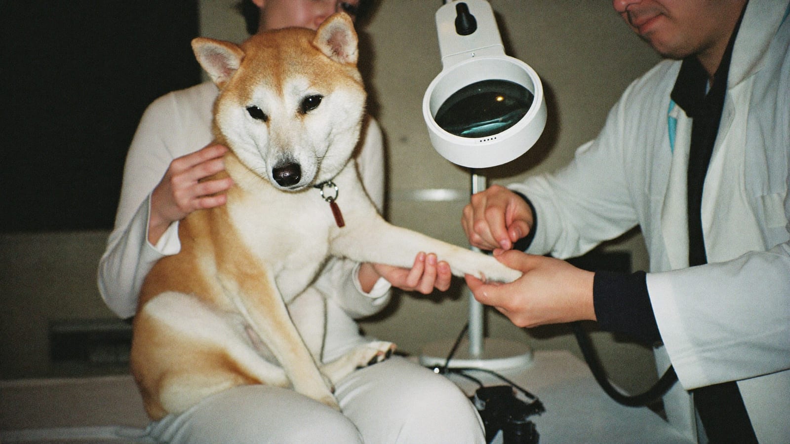 Weterynarz rozchyla palce przedniej łapy shiba inu pod lampą z lupą, pies siedzi opiekunce na kolanach